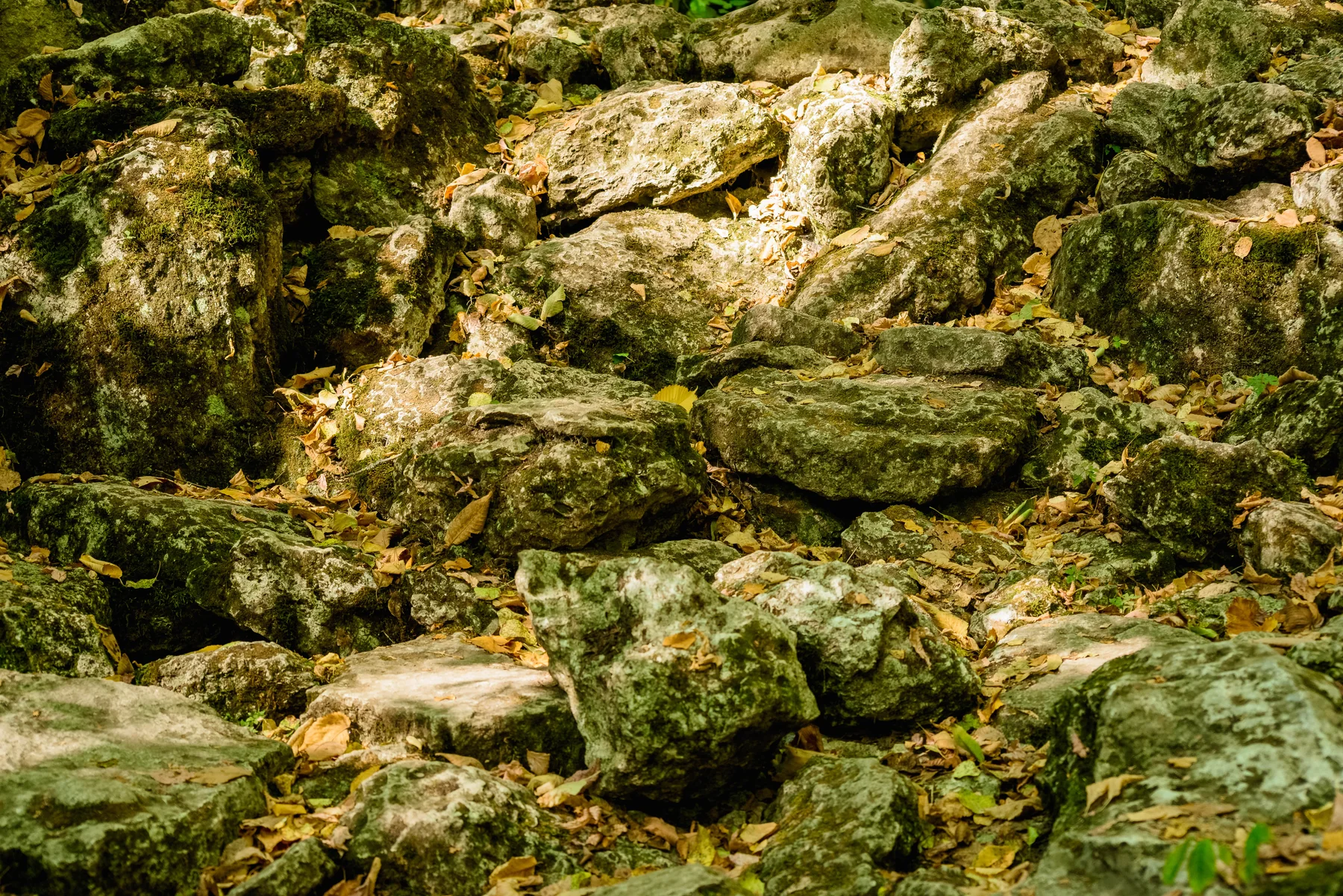Natură liniștită